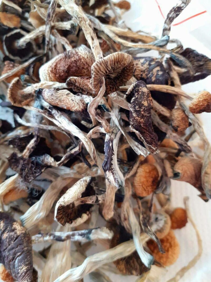 Buy Blue Magnolia Magic Mushrooms UK – Unique Psilocybin Strain for Enhanced Creativity and Insight | UK Mushroom Farm