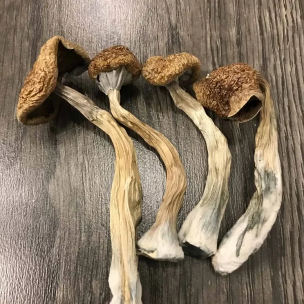 Buy B+ Psilocybin Magic Mushrooms UK – Discover a Balanced, Uplifting Psychedelic Experience | UK Mushroom Farm