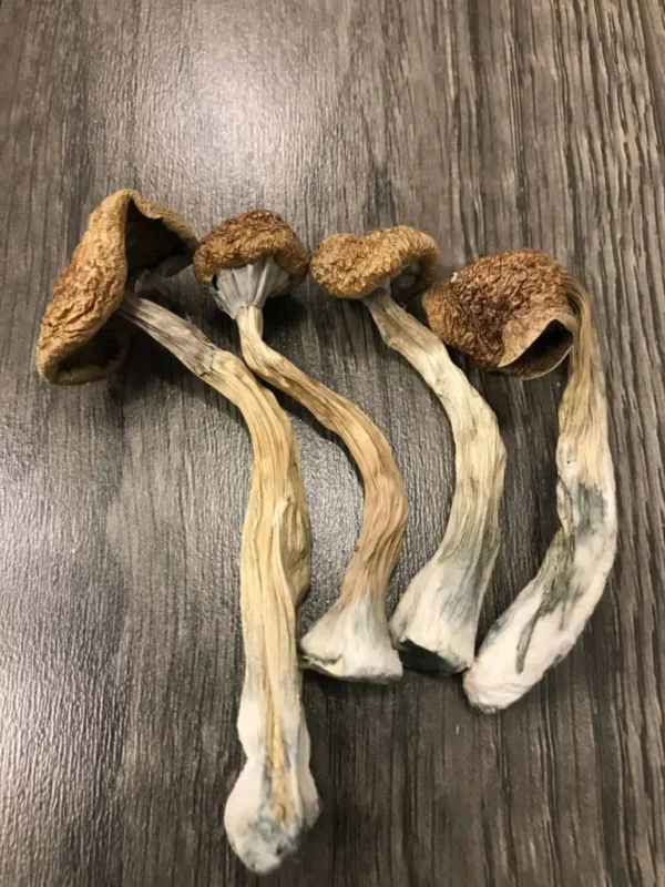 Buy B+ Psilocybin Magic Mushrooms UK – Discover a Balanced, Uplifting Psychedelic Experience | UK Mushroom Farm