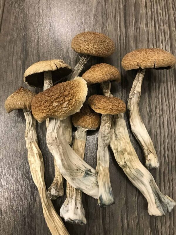 Buy African Transkei Mushrooms UK – Experience Deep Psychedelic Journeys | UK Mushroom Farm