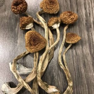 Magic Mushroom Chocolate Bars for Sale with UK Delivery – Buy Now at UK Mushroom Farm