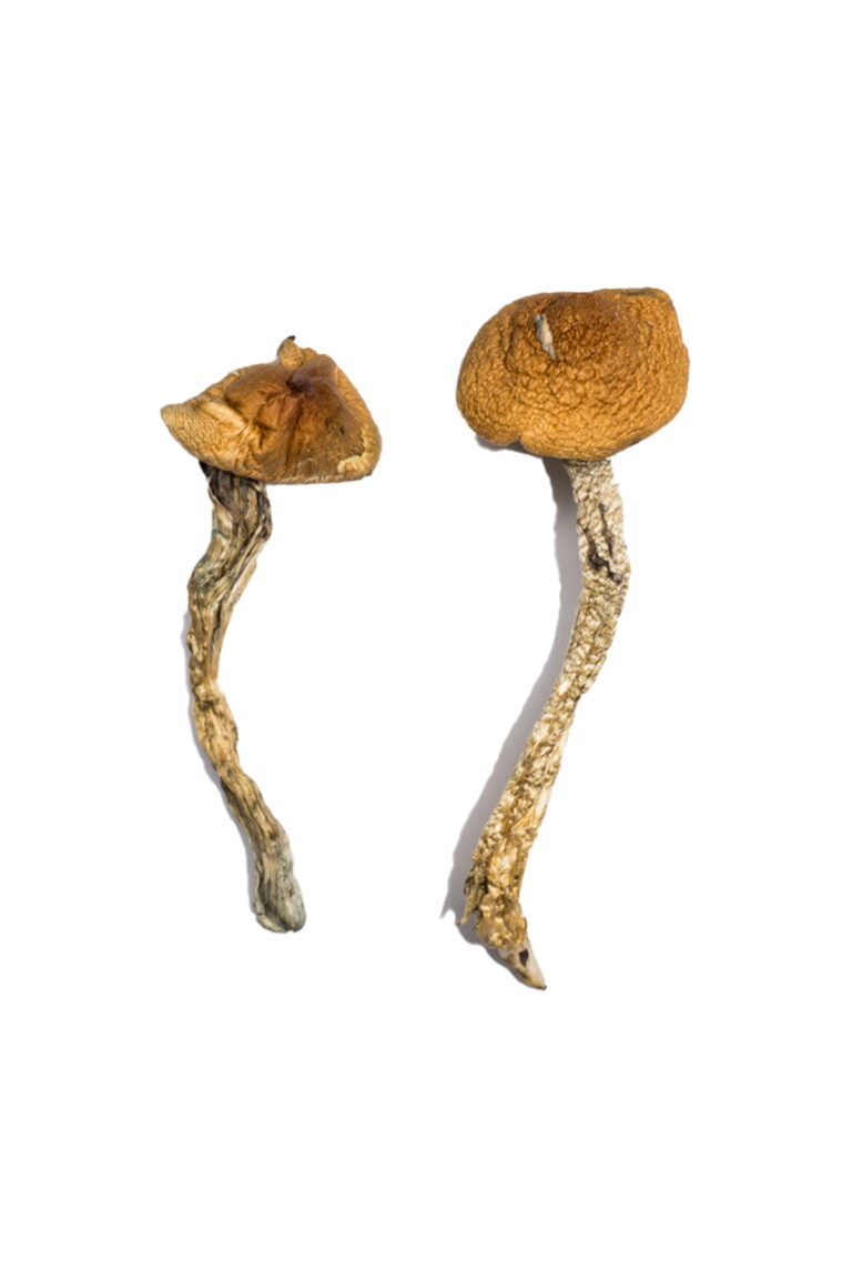 Magic Mushroom Store, Magic Mushroom Shop UK, Buy Psilocybin Online Safely