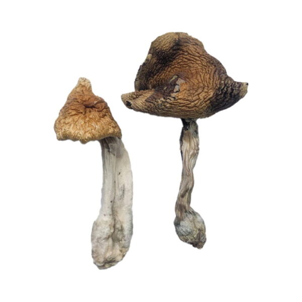 Buy Costa Rican Magic Mushrooms UK – Premium Psilocybin Mushrooms for Creativity and Healing | UK Mushroom Farm