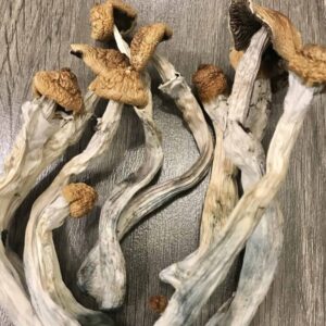 Where To Buy Mushrooms And Other Microdosing Products