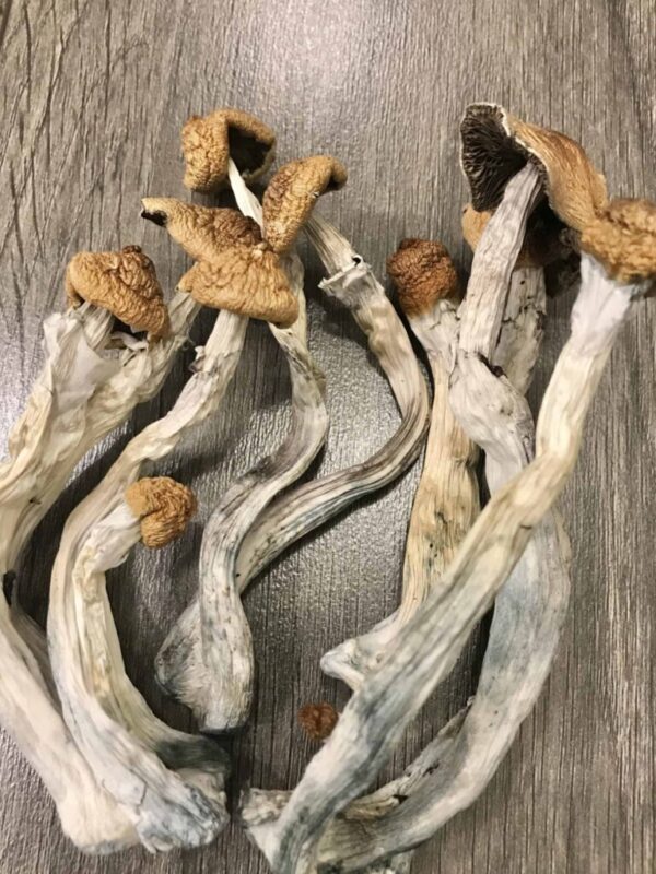 Where To Buy Mushrooms And Other Microdosing Products