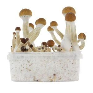 "Buy Big Golden Teacher Grow Kit online in the UK. High-quality, easy-to-use, and contamination-free magic mushroom grow kits. Fast & discreet shipping. Order now!"