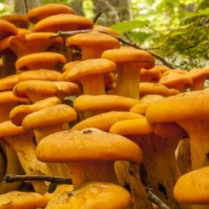 How Magic Mushrooms Can Help Fix Depression|Anxiety|PTSD| and ADHD in the UK