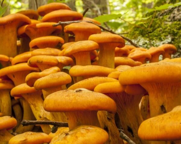 Buy Jack-O Lantern Mushrooms Online in London UK – Premium Quality & Fast Delivery