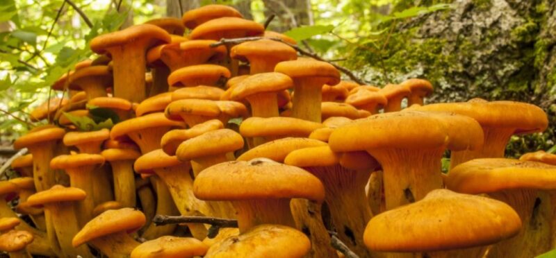 Buy Jack-O Lantern Mushrooms Online in London UK – Premium Quality & Fast Delivery