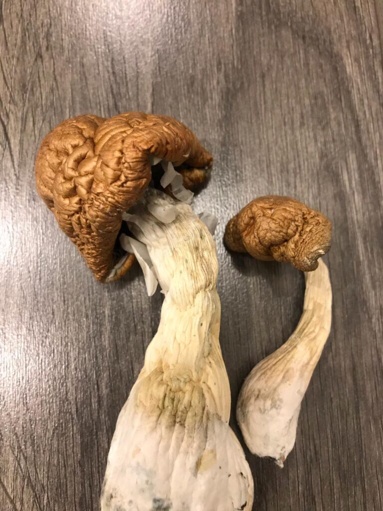 Home | Magic Mushrooms – UK Magic Shrooms