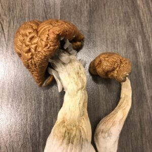 Can Mushrooms Help with Addiction? Exploring the Emerging Science | Natural Healing | and Hope