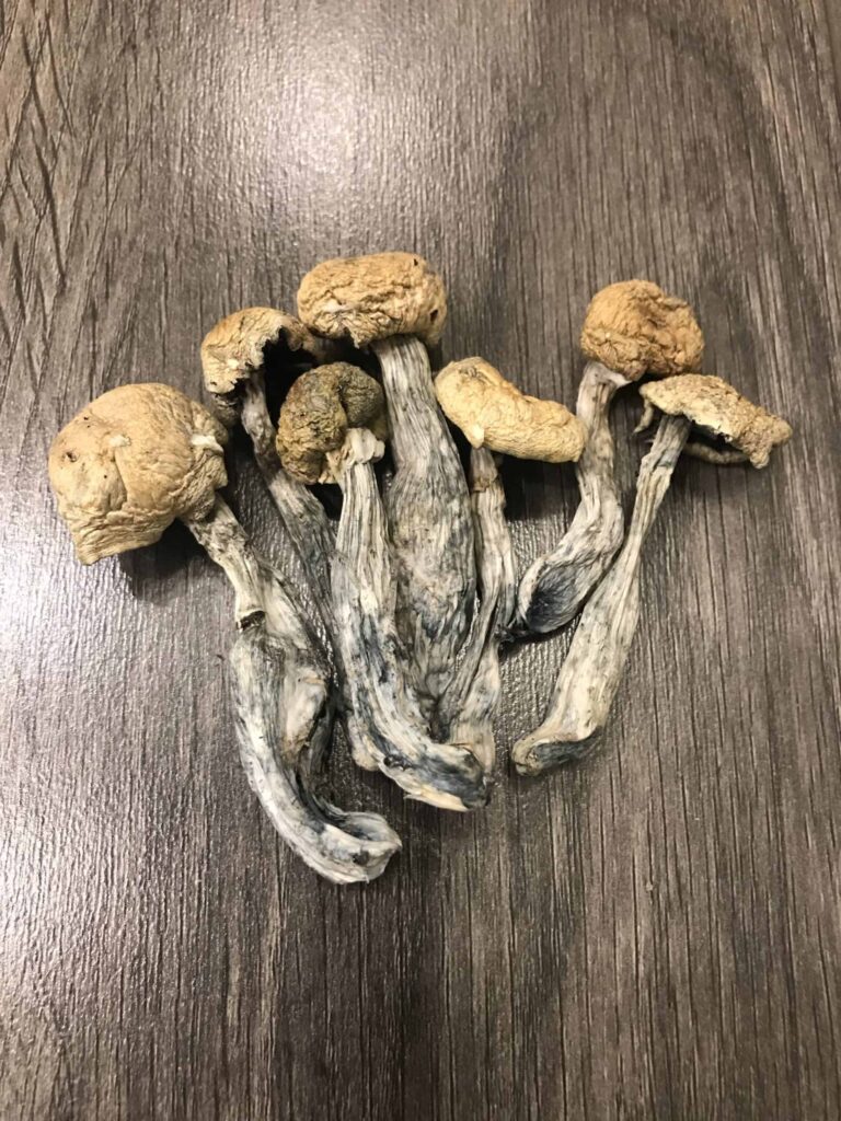 Are Magic Mushrooms Legal in the UK? The Complete 2024 Guide