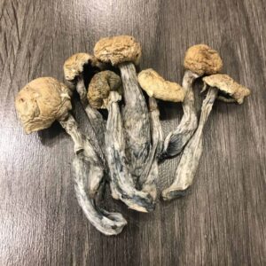 Where to buy Magic Mushrooms in the UK