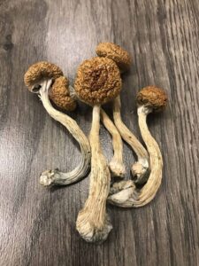 Buy Magic Mushrooms Magic Truffles and Microdose in the UK and Europe – Complete Guide
