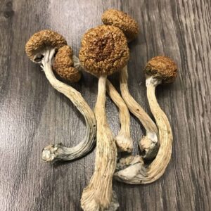 Buy Magic Mushrooms Magic Truffles and Microdose in the UK and Europe – Complete Guide