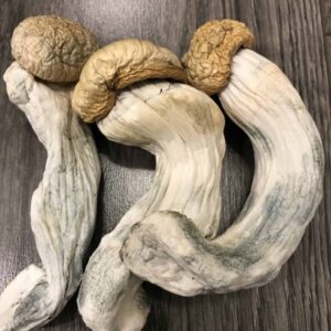 Psychedelic Vendors in the UK - Buy Magic Shrooms UK
