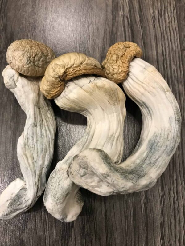 Psychedelic Vendors in the UK - Buy Magic Shrooms UK
