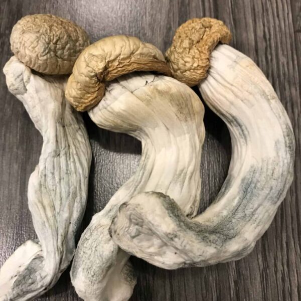 Buy Penis Envy Mushrooms Online in the UK – Potent Psilocybin Experience