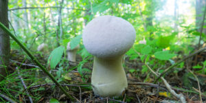 Liberty Cap Season UK: When & Where to Find Magic Mushrooms